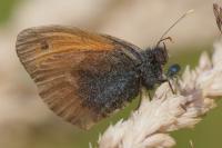 Coenonympha pamphilus