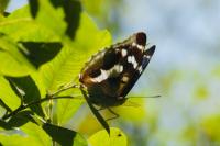 Apatura iris