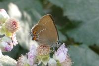 Satyrium ilicis