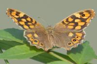 Pararge aegeria