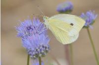 Pieris rapae