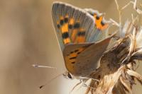 Lycaena phlaeas