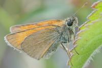 Thymelicus sylvestris