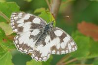 Melanargia galathea