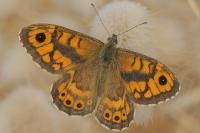 Lasiommata megera