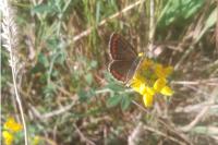 Aricia agestis