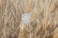 Polyommatus icarus