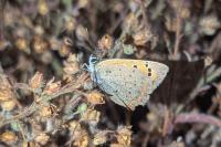 Lycaena phlaeas