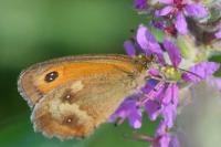 Pyronia tithonus