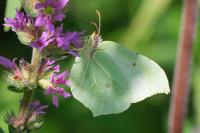 Gonepteryx rhamni
