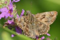 Carcharodus alceae