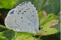 Celastrina argiolus