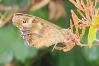 Pararge aegeria