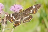 Araschnia levana