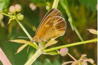 Pyronia tithonus