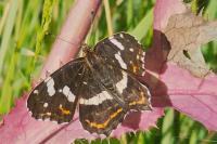 Araschnia levana