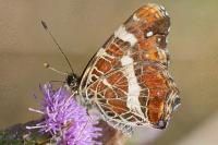 Araschnia levana