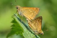 Ochlodes sylvanus