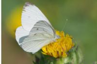 Pieris napi
