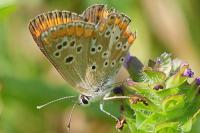 Aricia agestis