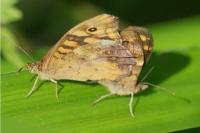 Pararge aegeria