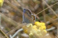 Plebejus argus