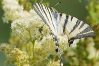 Iphiclides podalirius