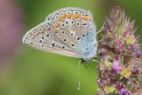Polyommatus icarus