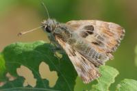 Carcharodus alceae