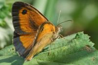 Pyronia tithonus