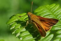 Ochlodes sylvanus