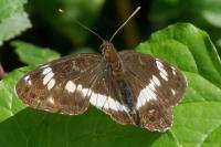 Limenitis camilla