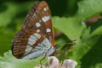 Limenitis reducta