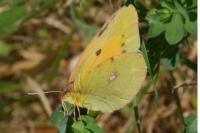 Colias crocea