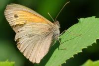 Maniola jurtina