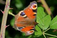 Aglais io