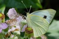 Pieris brassicae