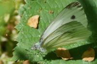 Pieris napi
