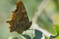 Polygonia c-album
