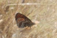 Melitaea parthenoides