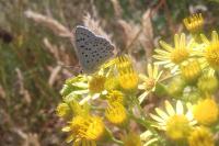 Lycaena tityrus