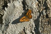 Lasiommata megera