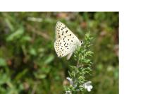 Lycaena tityrus