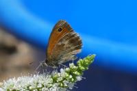Coenonympha pamphilus