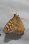 Pararge aegeria