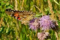 Vanessa cardui