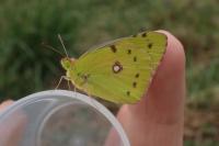 Colias crocea
