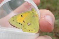 Colias crocea