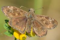 Erynnis tages
