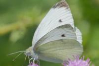 Pieris rapae